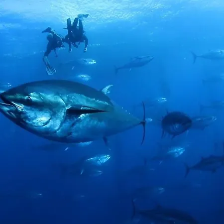 Dolphin - 4 Pax דירה *